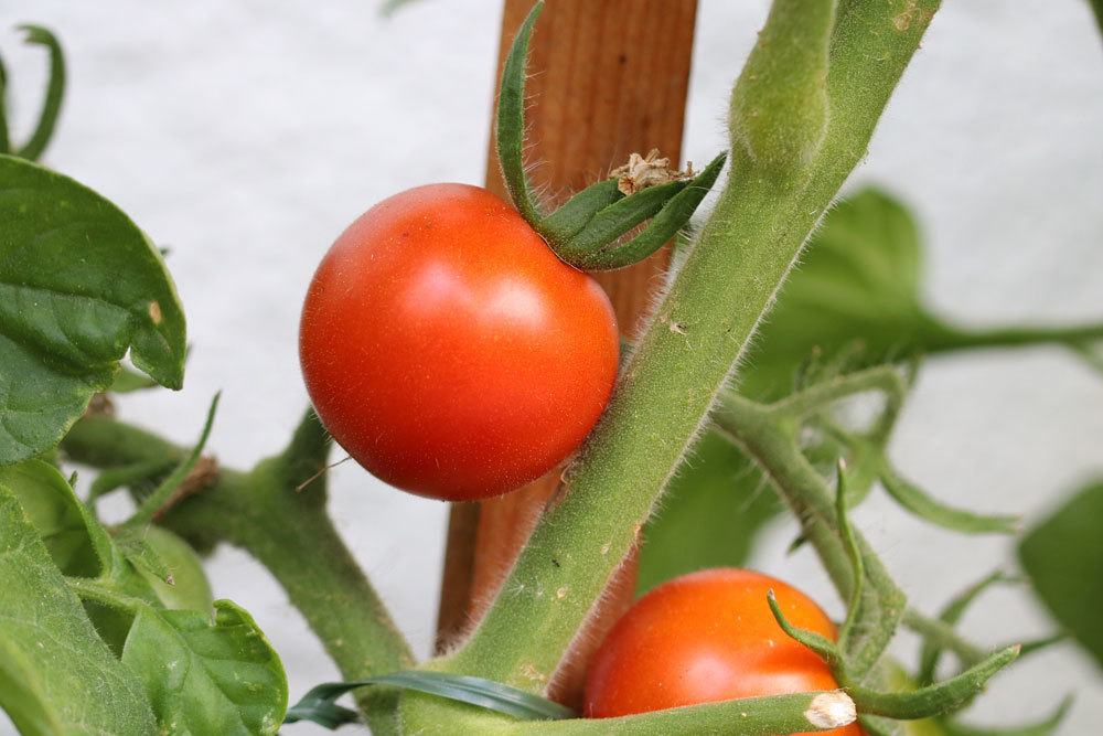 Tomaten als Mischkultur