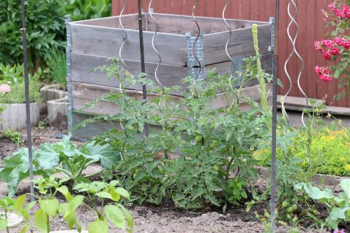 Tomaten-Mischkultur im Garten