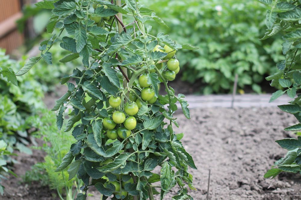 Tomaten-Mischkultur im Gemüsebeet
