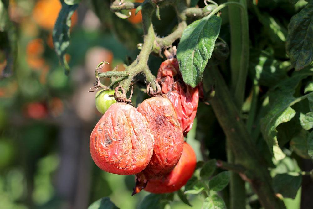 vertrocknete Tomaten an einer Tomatenpflanze