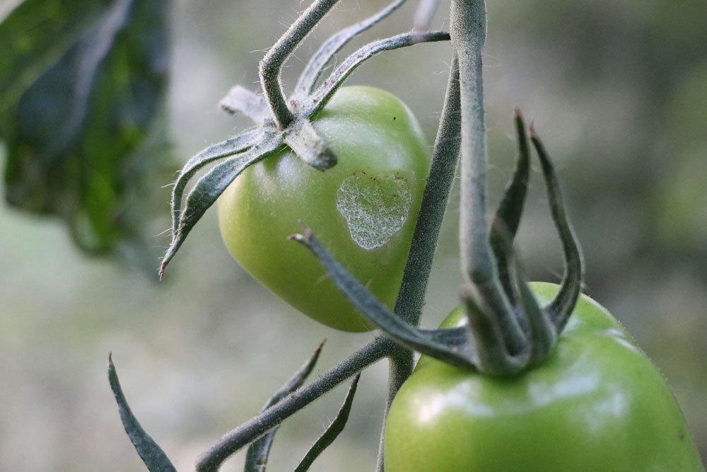 Tomatenkrankheit an einer grünen Tomate