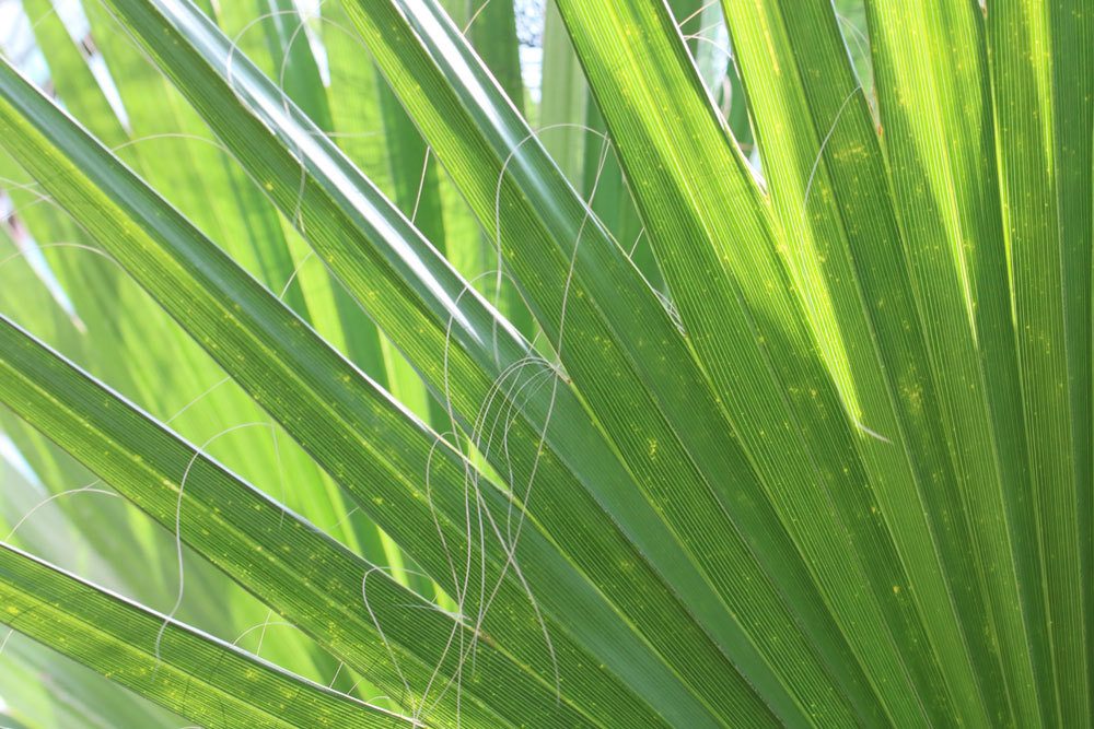 Washingtonia robusta auch Washington-Palme