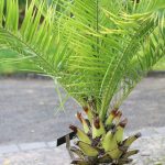 Washingtonia robusta, Petticoat-Palme richtig pflegen