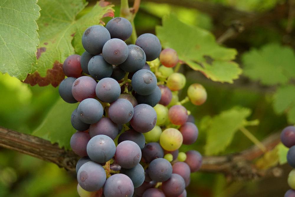 Weinreben sind auch für den heimischen Garten geeignet