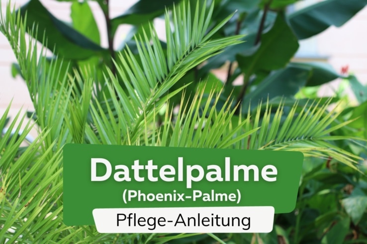 Dattelpalme (Phoenix dactylifera)