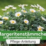 Margeritenstämmchen (Argyranthemum frutescens)
