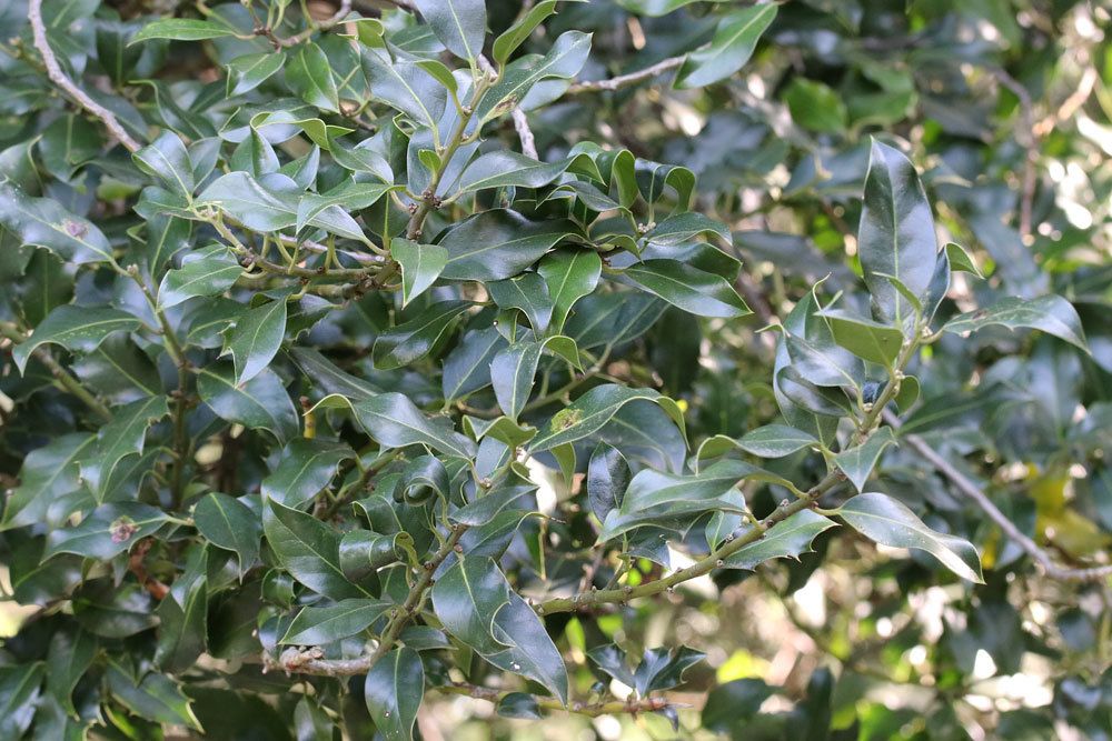 Europäische Stechpalme, Ilex aquifolium