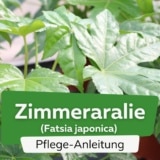 Zimmeraralie (Fatsia japonica)