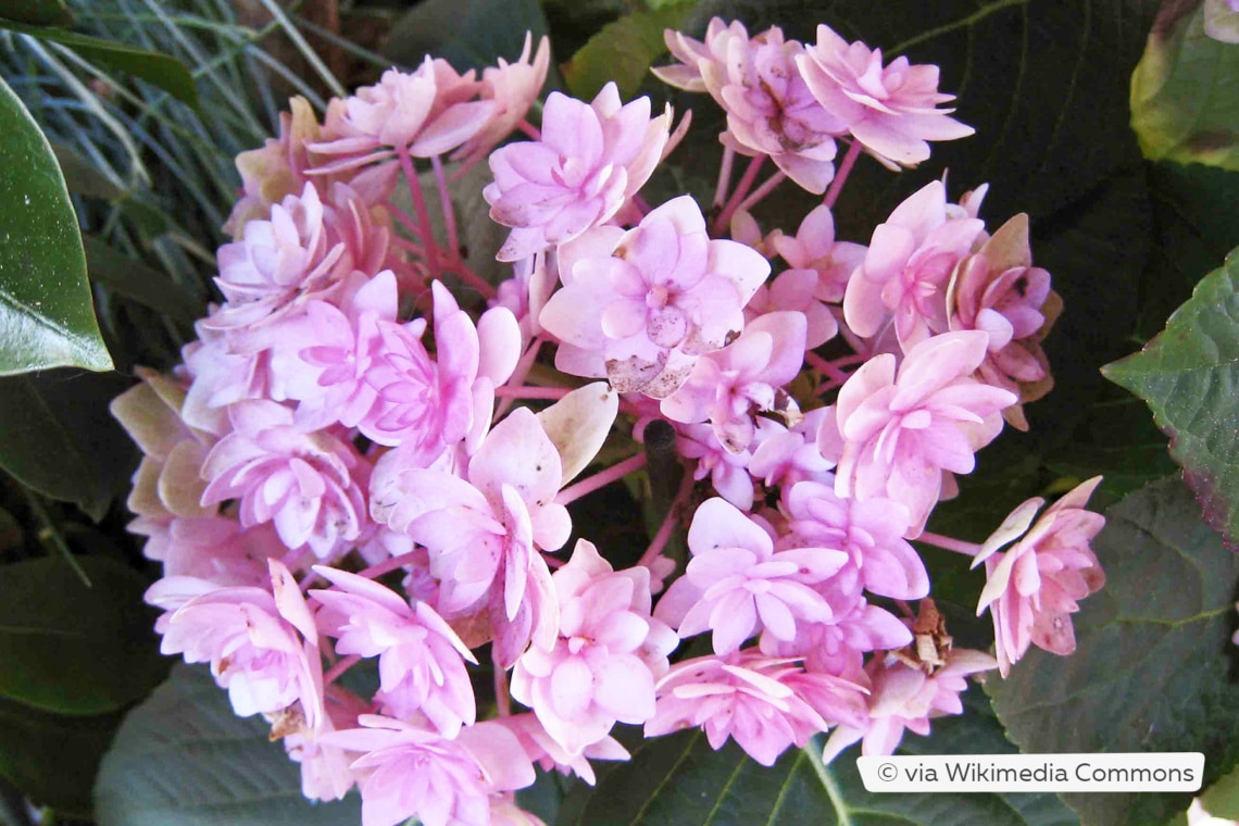 Gartenhortensie (Hydrangea macrophylla Forever & Ever® 'Double Pink')