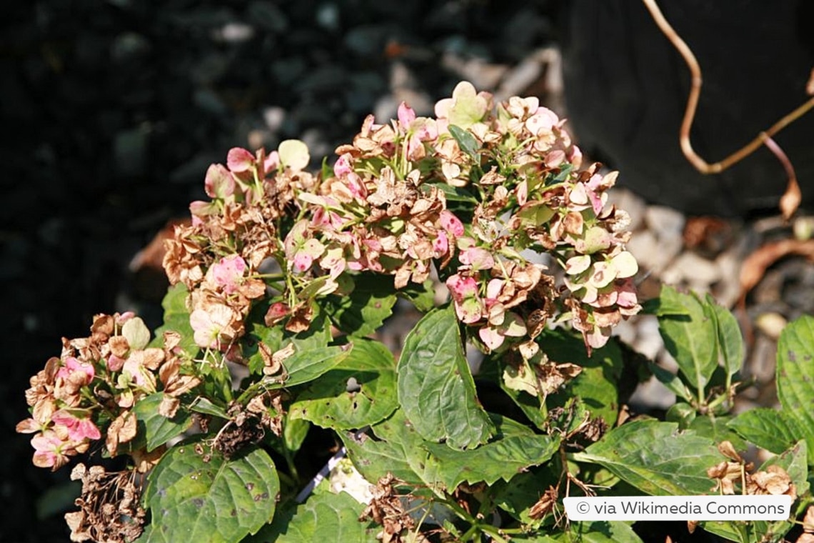 Gartenhortensie (Hydrangea macrophylla 'Madame Emile Mouillere')