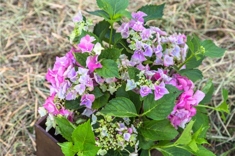 Gartenhortensie (Hydrangea macrophylla Magical ® Four Seasons 'Amethyst ®')