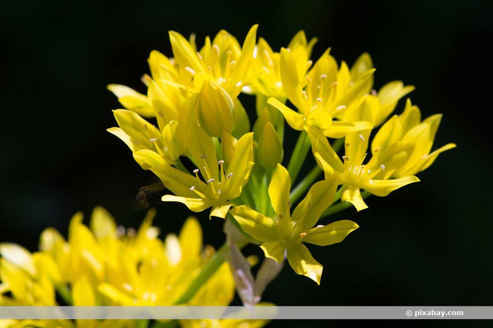 Gold-Lauch, Allium moly
