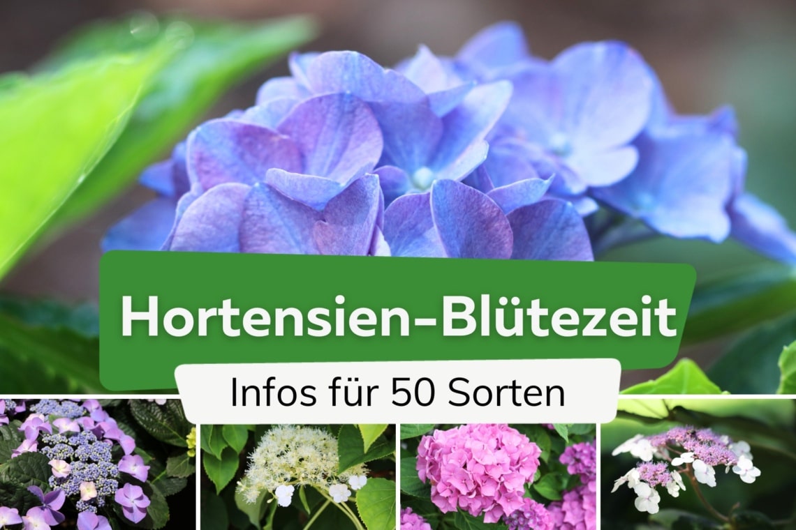 Hortensien-Blütezeit