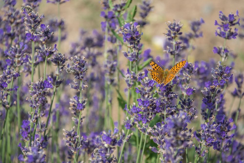 Lavendel im Gartenbeet