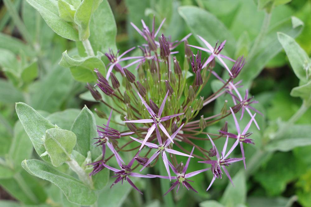 Sternkugel-Lauch, Allium cristophii