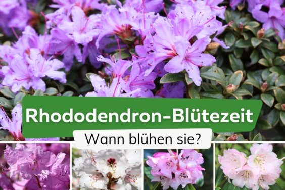 Wann blüht Rhododendron - Blütezeit