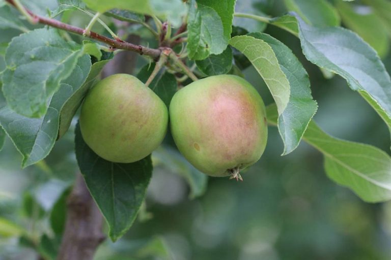 reifende Äpfel am Zweig