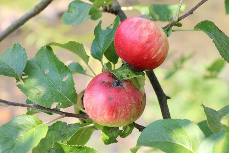 Apfelernte: wann ist die beste Erntezeit für Boskop & Co