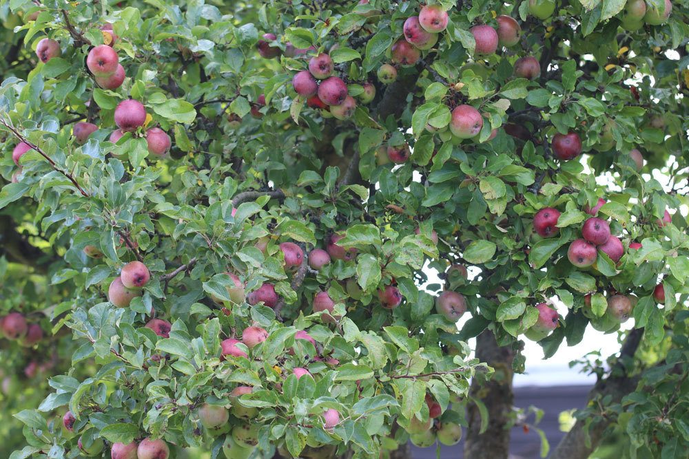 Apfelbaum im heimischen Garten
