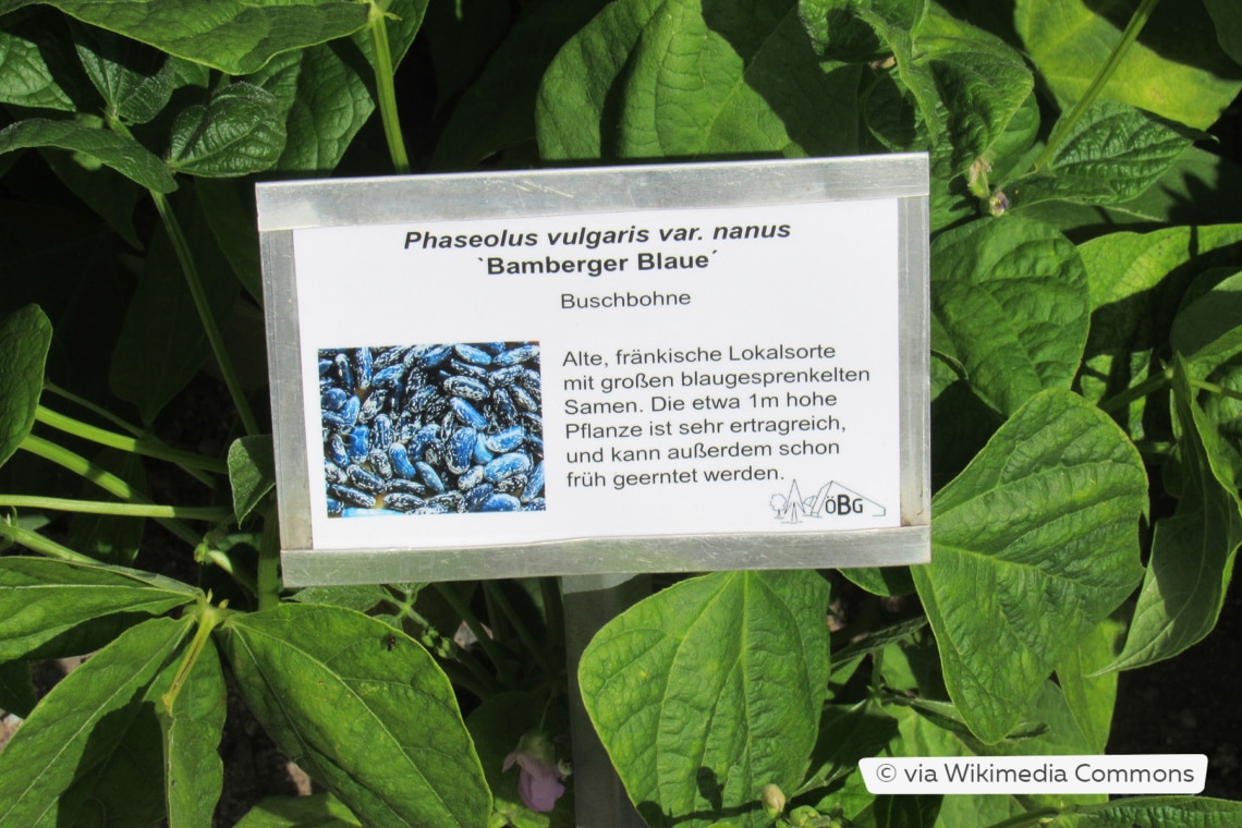 Buschbohne 'Bamberger Blaue'