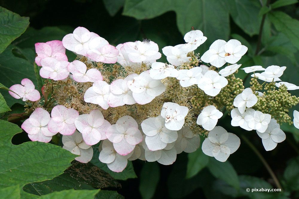 Eichenblatt-Hortensie, Hydrangea quercifolia