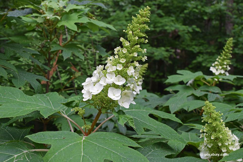 Eichenblatt-Hortensie, Hydrangea quercifolia