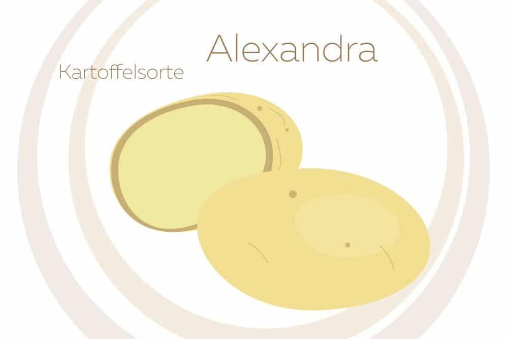 Kartoffelsorte Alexandra
