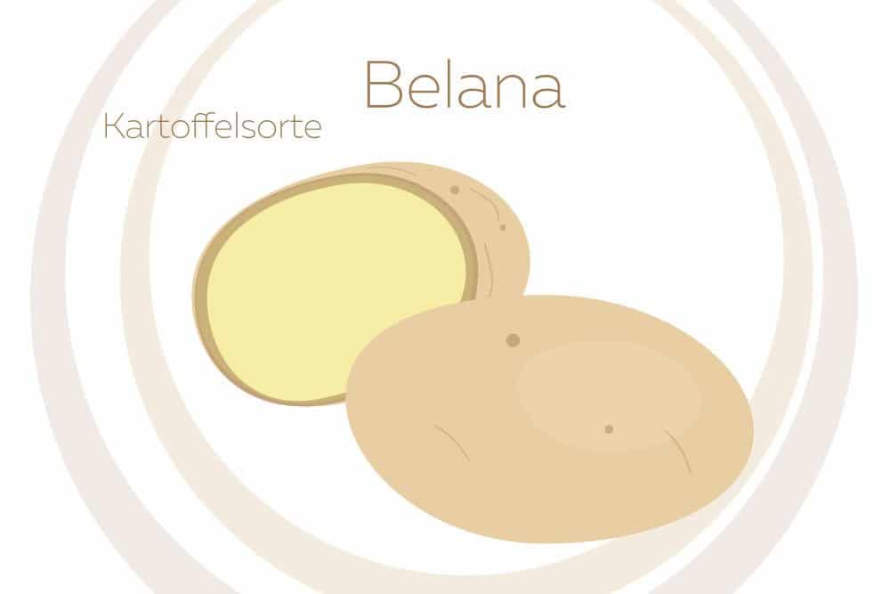 Kartoffelsorte Belana