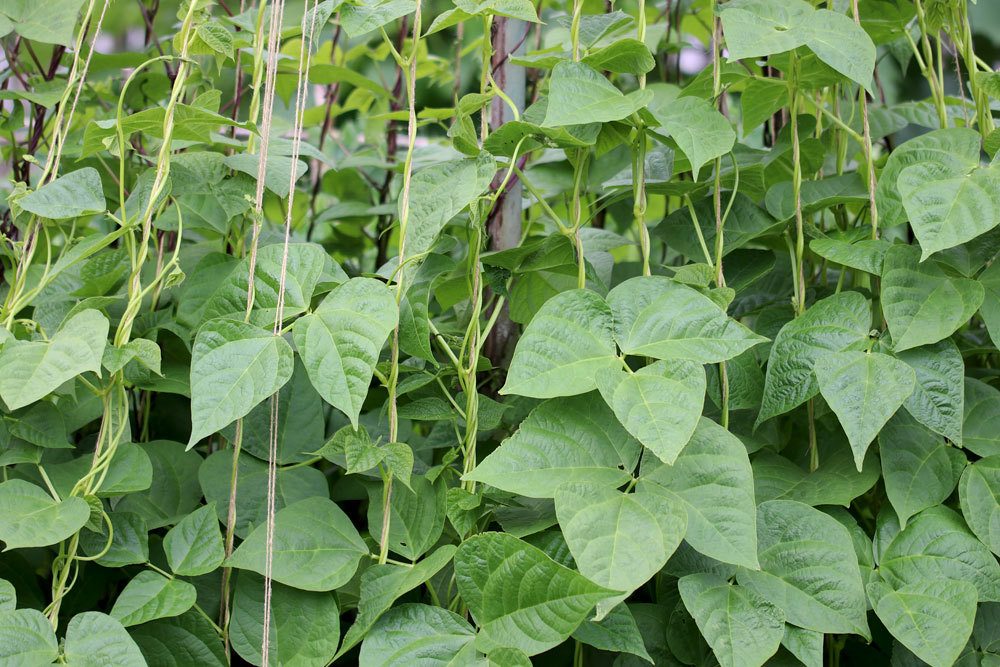 Gartenbohne, Phaseolus vulgaris