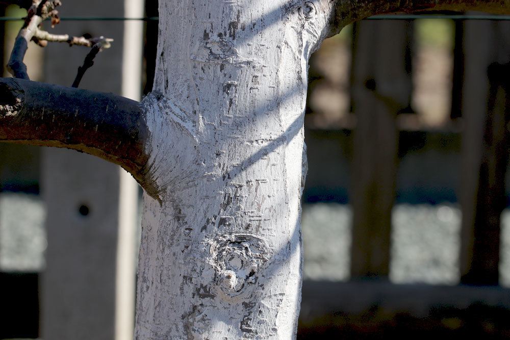 Ein Kalkanstrich auf der Baumrinde schützt vor starker Sonneneinstrahlung