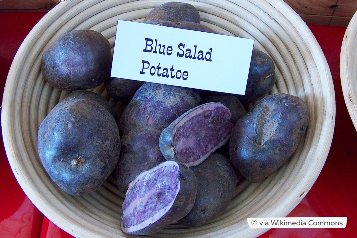 Festkochende Kartoffel 'Blue Salad'
