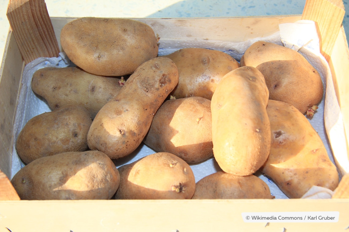 Kartoffel 'Ditta'