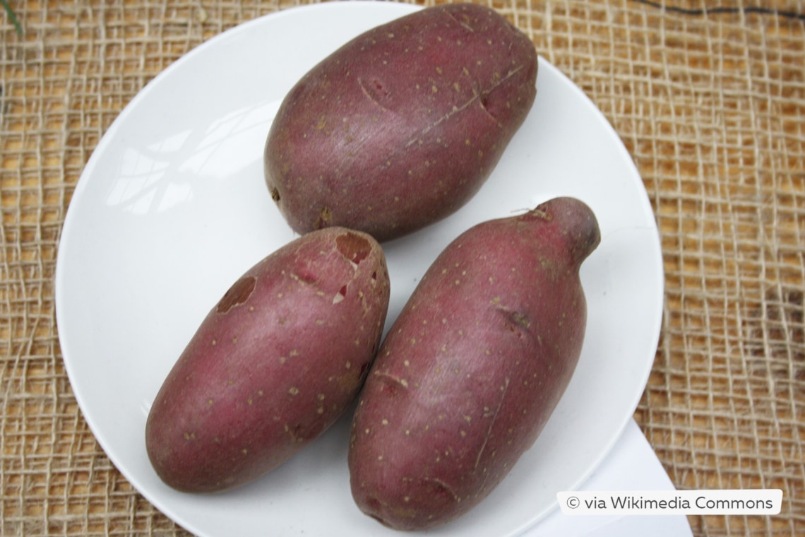 Festkochende Kartoffel 'Heiderot'