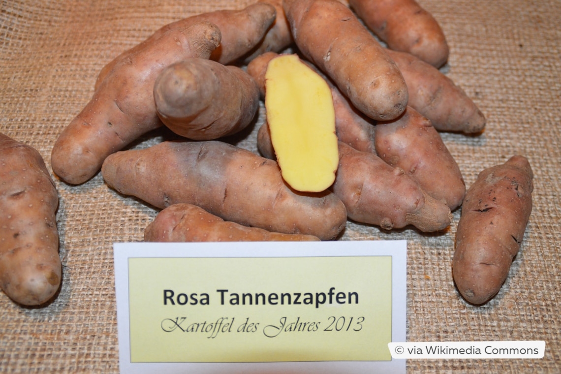 Festkochende Kartoffel 'Rosa Tannenzäpfle'