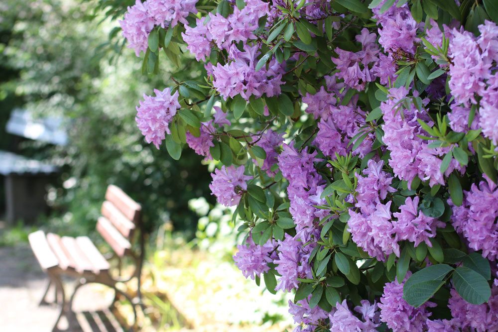 Rhododendron-Strauch im Garten