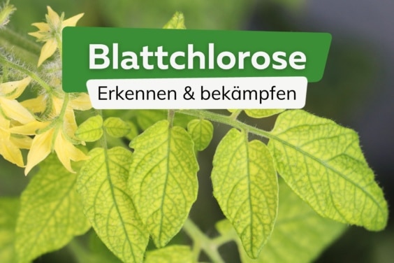 Gelbe Blätter an Pflanzen - Blattchlorose