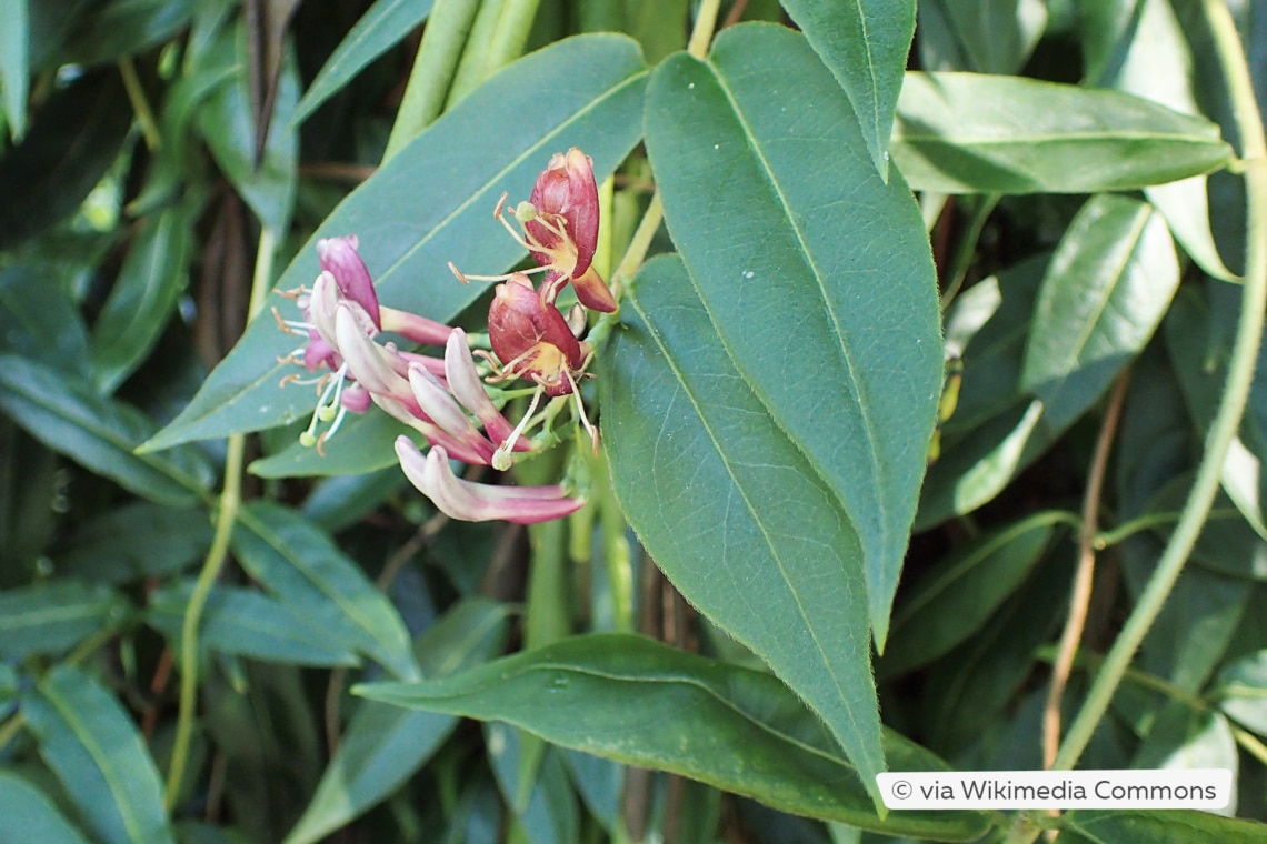 Immergrünes Geißblatt (Lonicera acuminata)