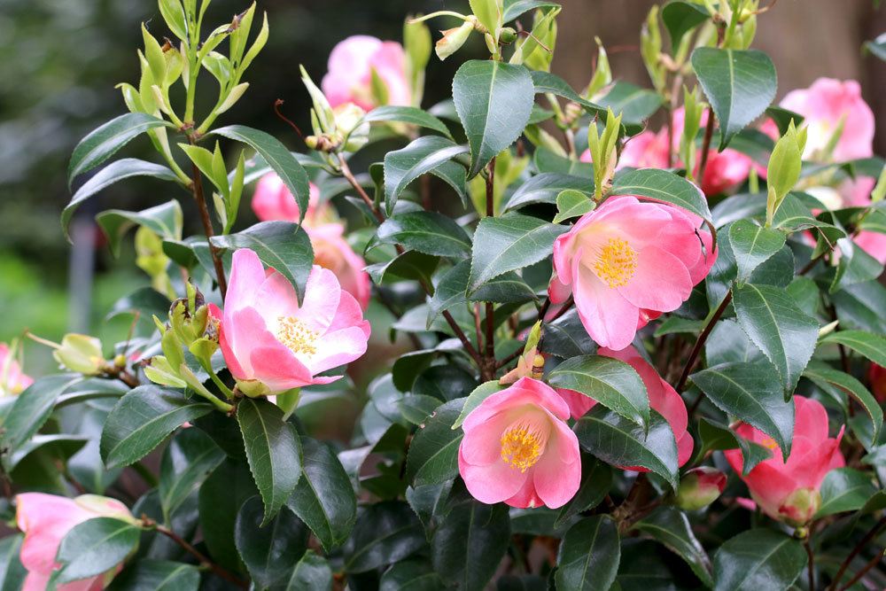 Kamelie, Camellia japonica