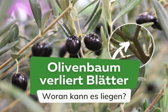 Olivenbaum verliert Blätter