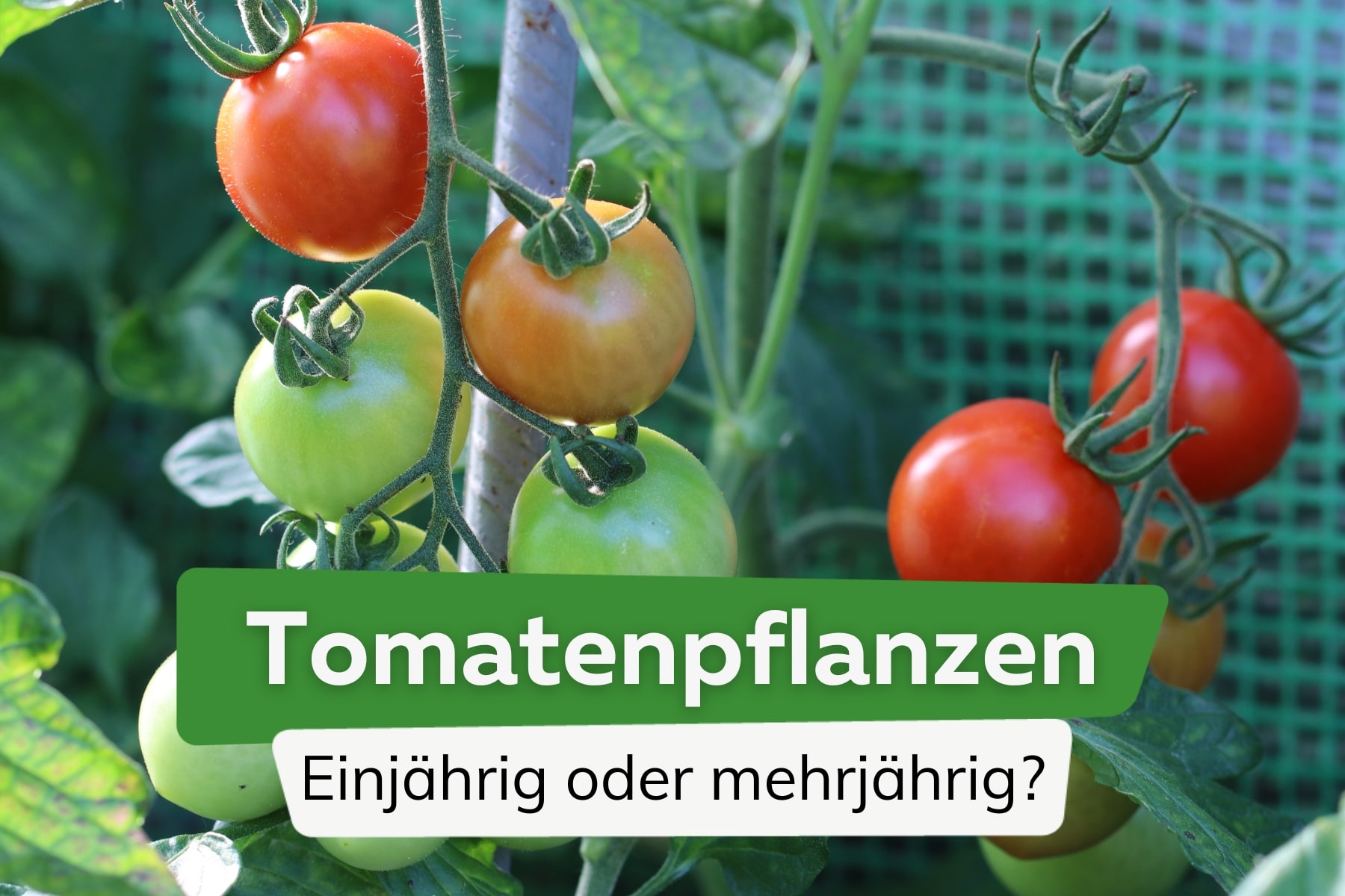 Sind Tomatenpflanzen einjährig oder mehrjährig?