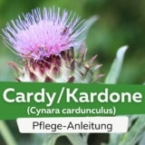 Cardy/Kardone (Cynara cardunculus)