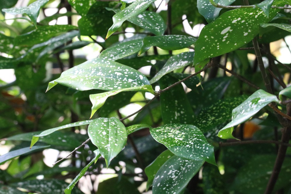 Drachenbaum Dracaena surculosa Blätter schneiden