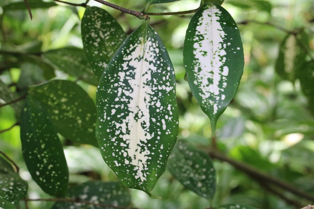 Drachenbaum Dracaena surculosa Blätter