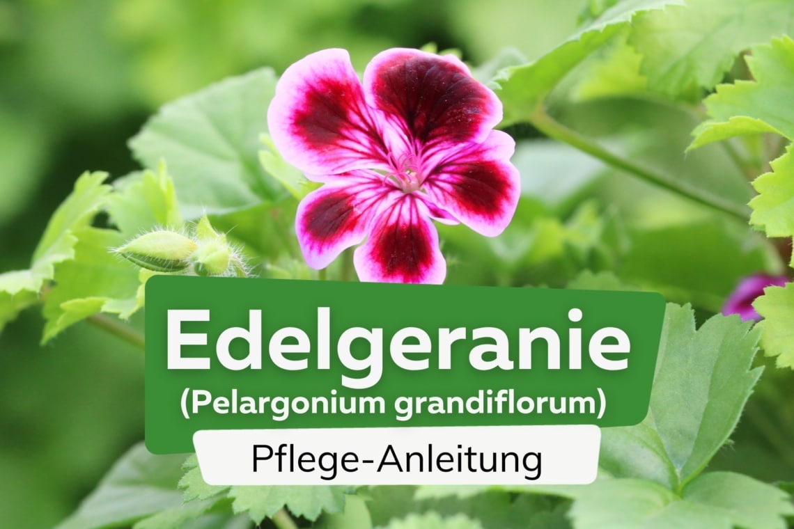 Edelgeranie (Pelargonium grandiflorum)