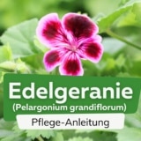 Edelgeranie (Pelargonium grandiflorum)