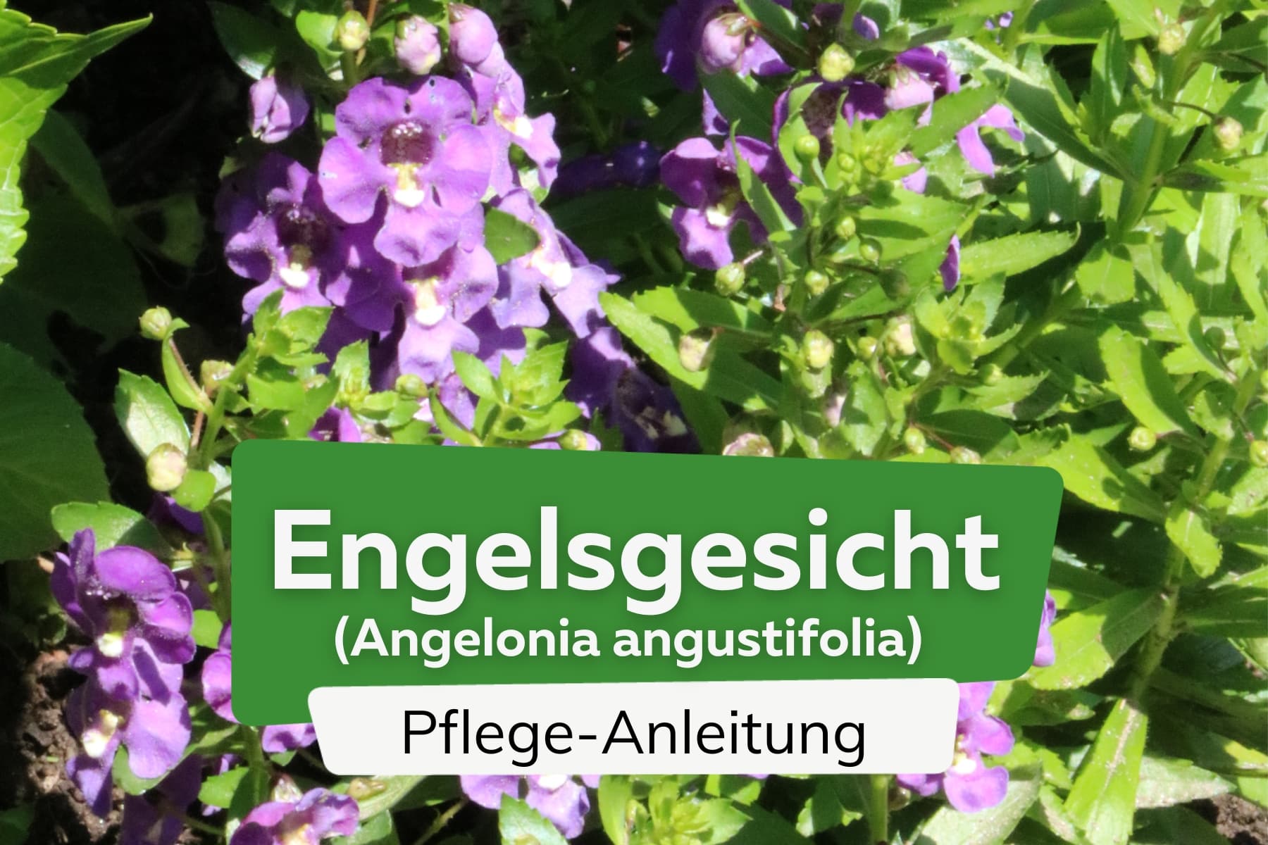 Engelsgesicht-Blume (Angelonia angustifolia)