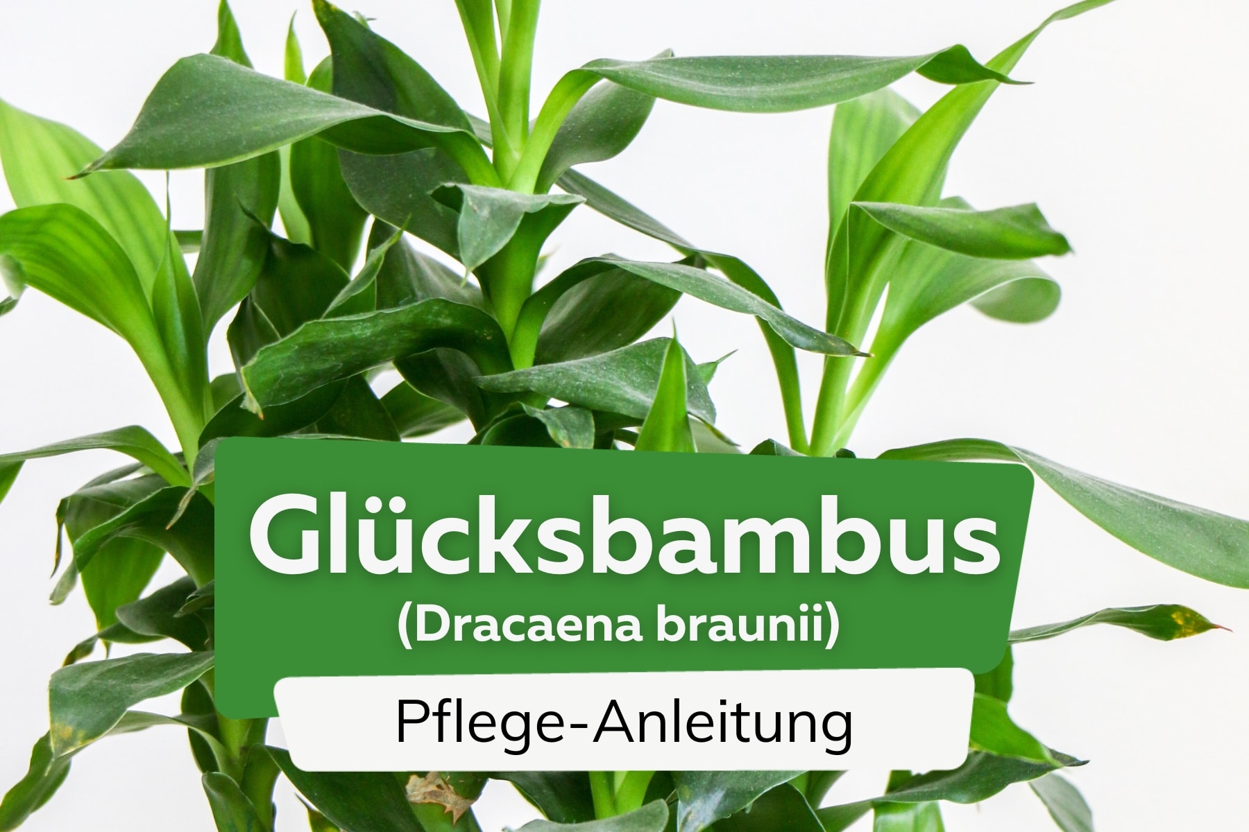 Glücksbambus (Dracaena braunii)