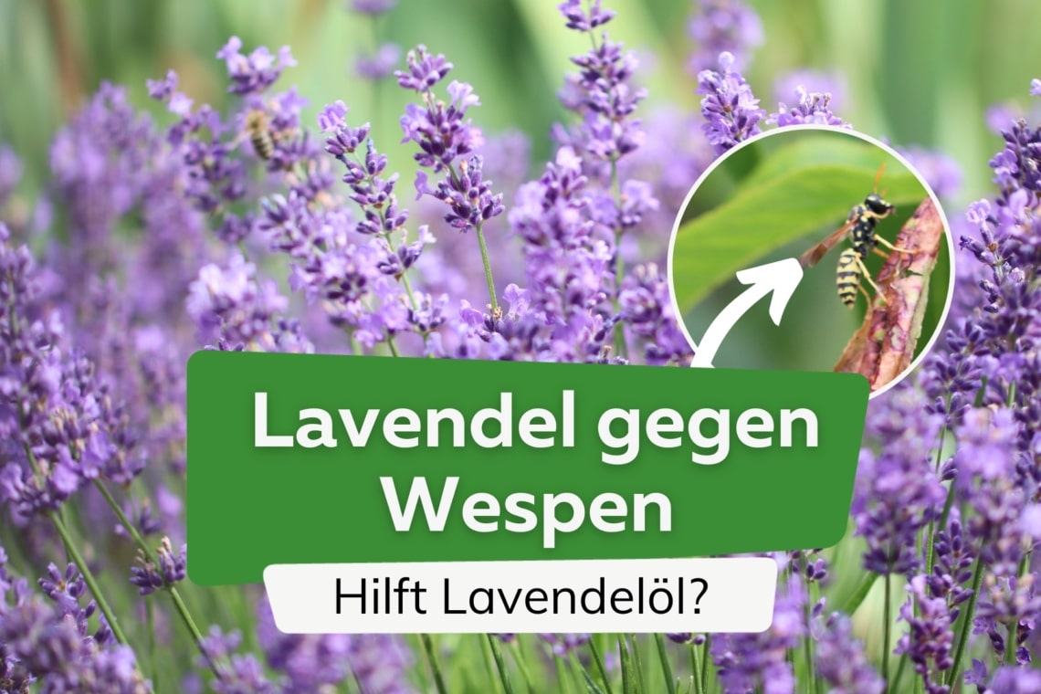 Lavendel/Lavendelöl gegen Wespen