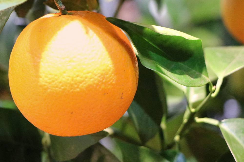 Orangenbaum, Citrus sinensis mit Orangenfrucht
