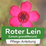 Roter Lein/Prachtlein (Linum grandiflorum)